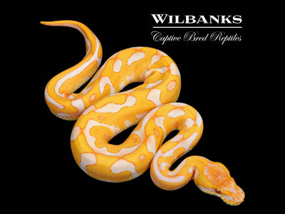 Lavender Leopard Enchi Ball Python ♂ '25