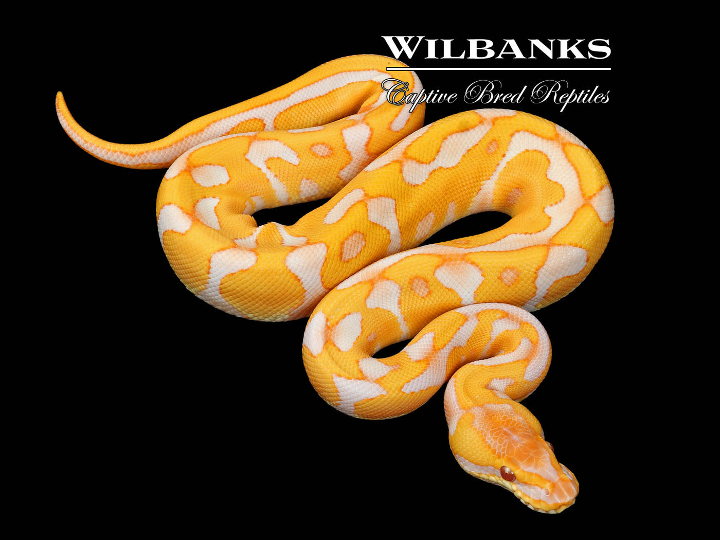 Lavender Leopard Enchi Ball Python ♂ '25