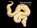 Lavender Pastel 100% Het. Clown Ball Python ♂ '26