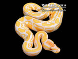Lavender 100% Het. Clown Ball Python ♀ '26