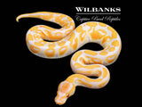 Lavender 100% Het. Clown Ball Python ♂ '26