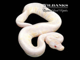 Lavender Snow Ball Python ♀ '26