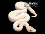 Lavender Snow Ball Python ♀ '26