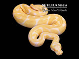 Albino Pastel Enchi Leopard Ball Python ♂ '26
