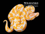 Lavender 100% Het. Clown Ball Python ♂ '26
