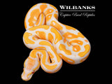 Lavender Albino 100% Het. Pied Ball Python ♂ '26