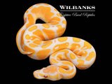 Lavender Albino 100% Het. Pied Ball Python ♂ '26