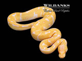 Albino Leopard Enchi Ball Python ♂ '26