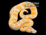 Lavender Albino 100% Het. Pied Ball Python ♂ '26