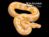 Lavender Albino Blackhead Orange Dream Enchi 100% Het. Pied Ball Python ♂ '26
