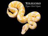 Lavender Albino 100% Het. VPI Axanthic Ball Python ♂ '26