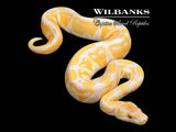 Lavender Albino 100% Het. VPI Axanthic Ball Python ♂ '26