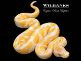 Lavender Albino 100% Het. VPI Axanthic Ball Python ♀ '26