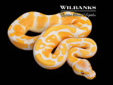 Lavender Albino Ball Python ♂ '26