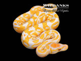 Lavender Albino Ball Python ♂ '26