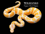 Lavender Albino Ball Python ♂ '26
