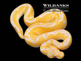 Pastel Grail (Lavender Clown) Ball Python ♀ '26