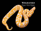 Lavender Albino Leopard Ball Python ♀ '26