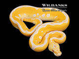 Lavender Leopard Pastel Clown Grail Ball Python ♂ '26