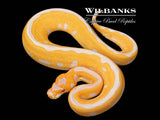 Leopard Lavender Clown (Grail) Ball Python ♀ '26