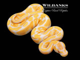 Lavender Albino 100% Het. VPI Axanthic Ball Python ♀ '26