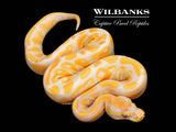 Lavender Albino 100% Het. Pied Ball Python ♀ '26