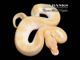 Lavender Albino Mojave Cinnamon Champagne Ball Python ♂ '26