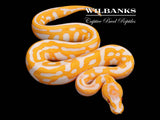 Lavender Leopard Confusion Ball Python ♀ '26