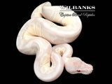 Lavender Snow Ball Python ♂ '26