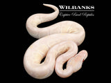 Lavender Snow Ball Python ♂ '26