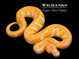 Lavender Leopard Enchi Ball Python ♂ '26