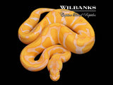 Lavender Leopard Enchi Ball Python ♂ '26