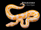 Lavender Leopard Blackhead Ball Python ♀ '26