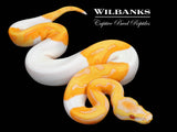 Enchi Dreamsicle Ball Python ♂ '26