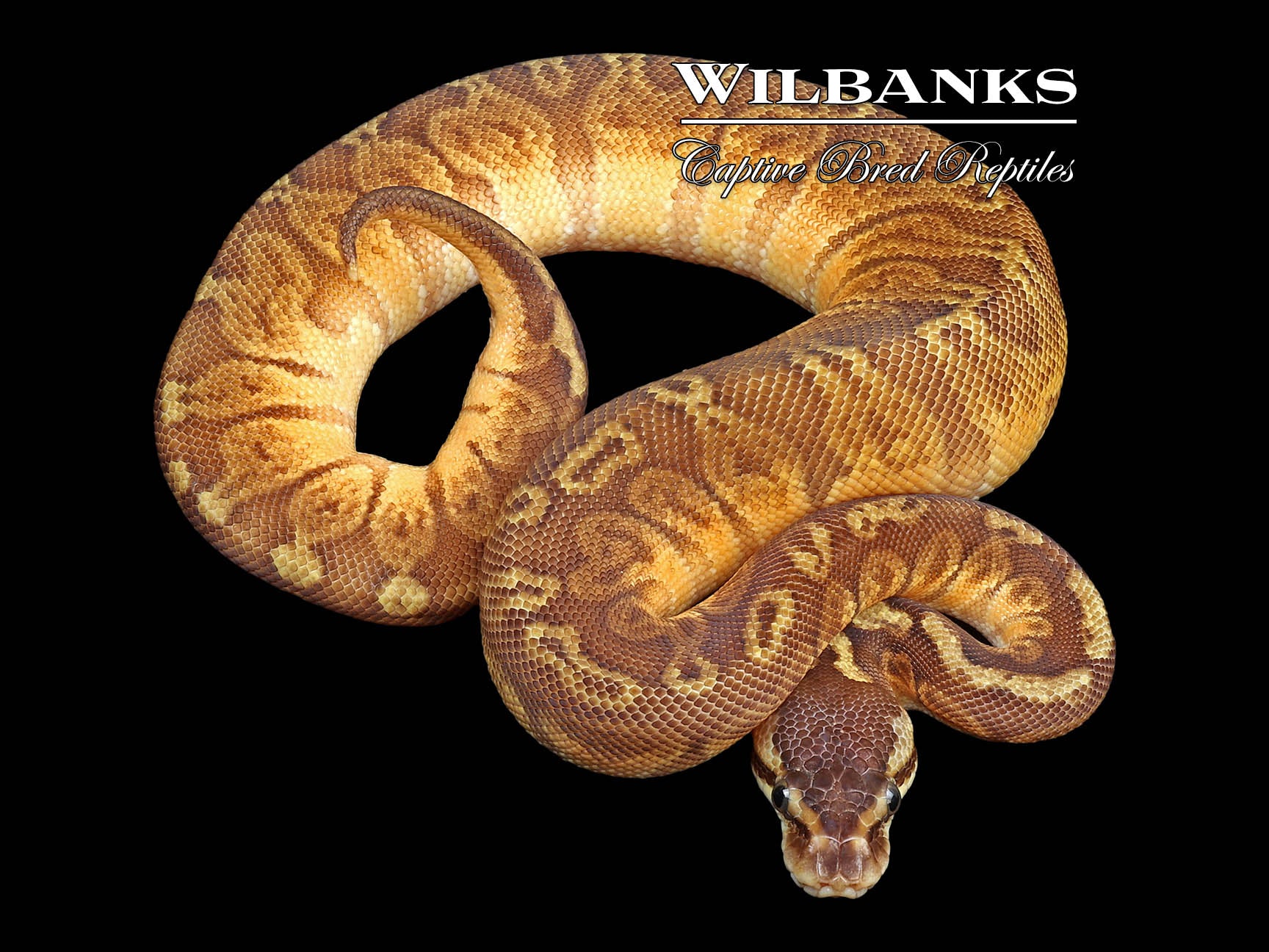 Pastel Sunset Ball Python ♀ '24 – Wilbanks Captive Bred Reptiles