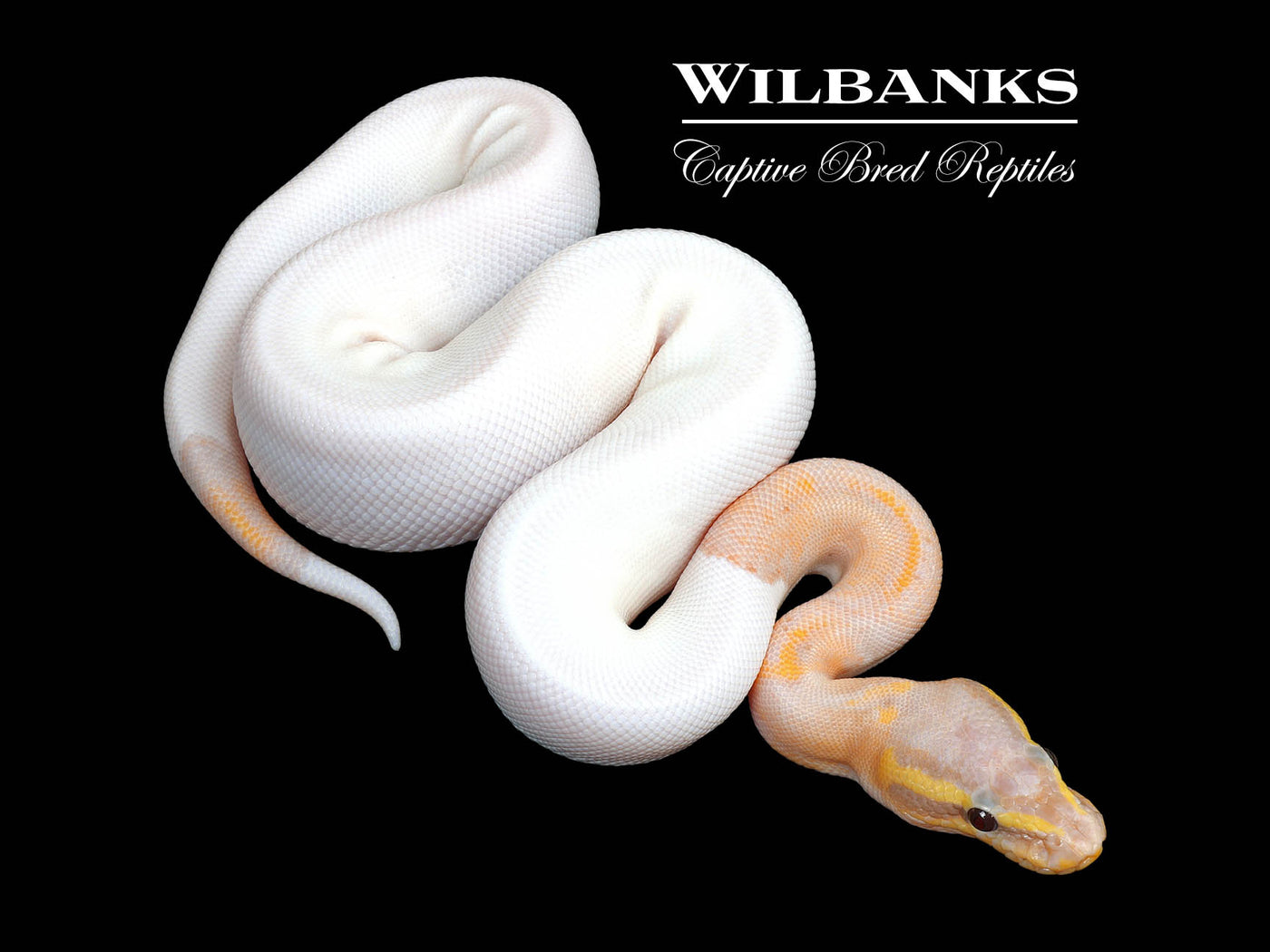 Banana Mahogany Pied Ball Python ♂ '25