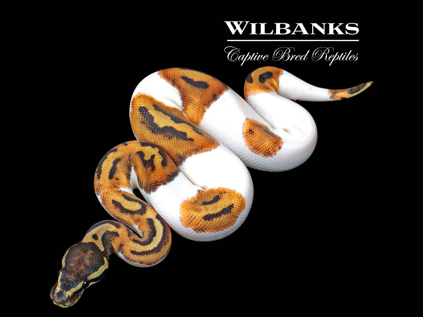 Pied Ball Python ♂ '25