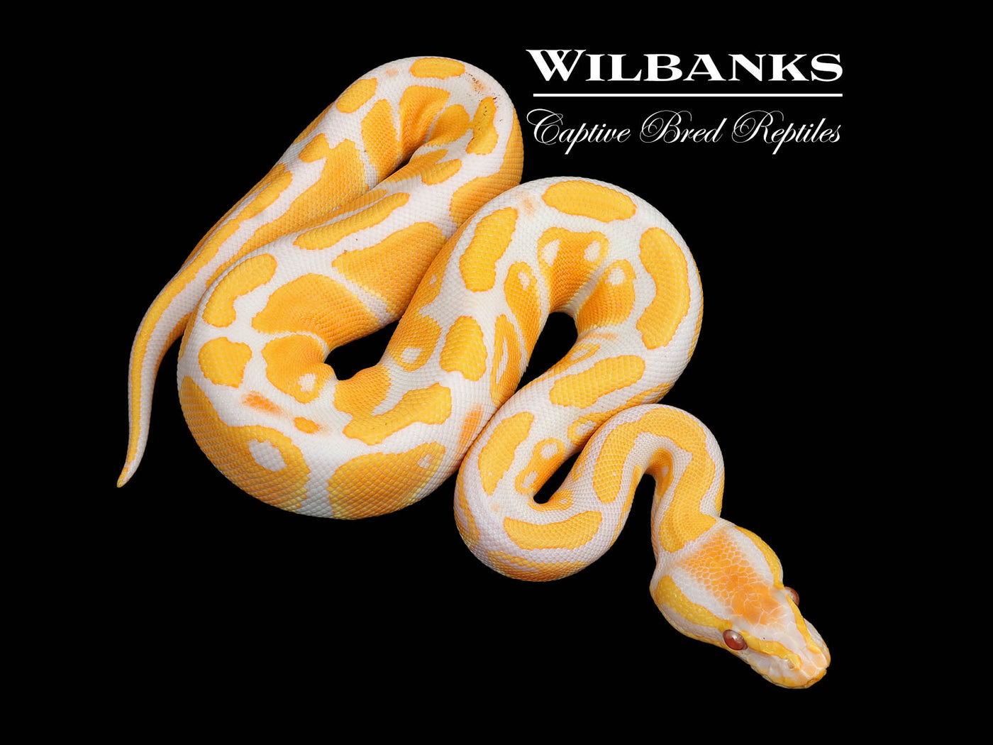 Lavender Albino 100% Het. Pied Ball Python ♀ '25