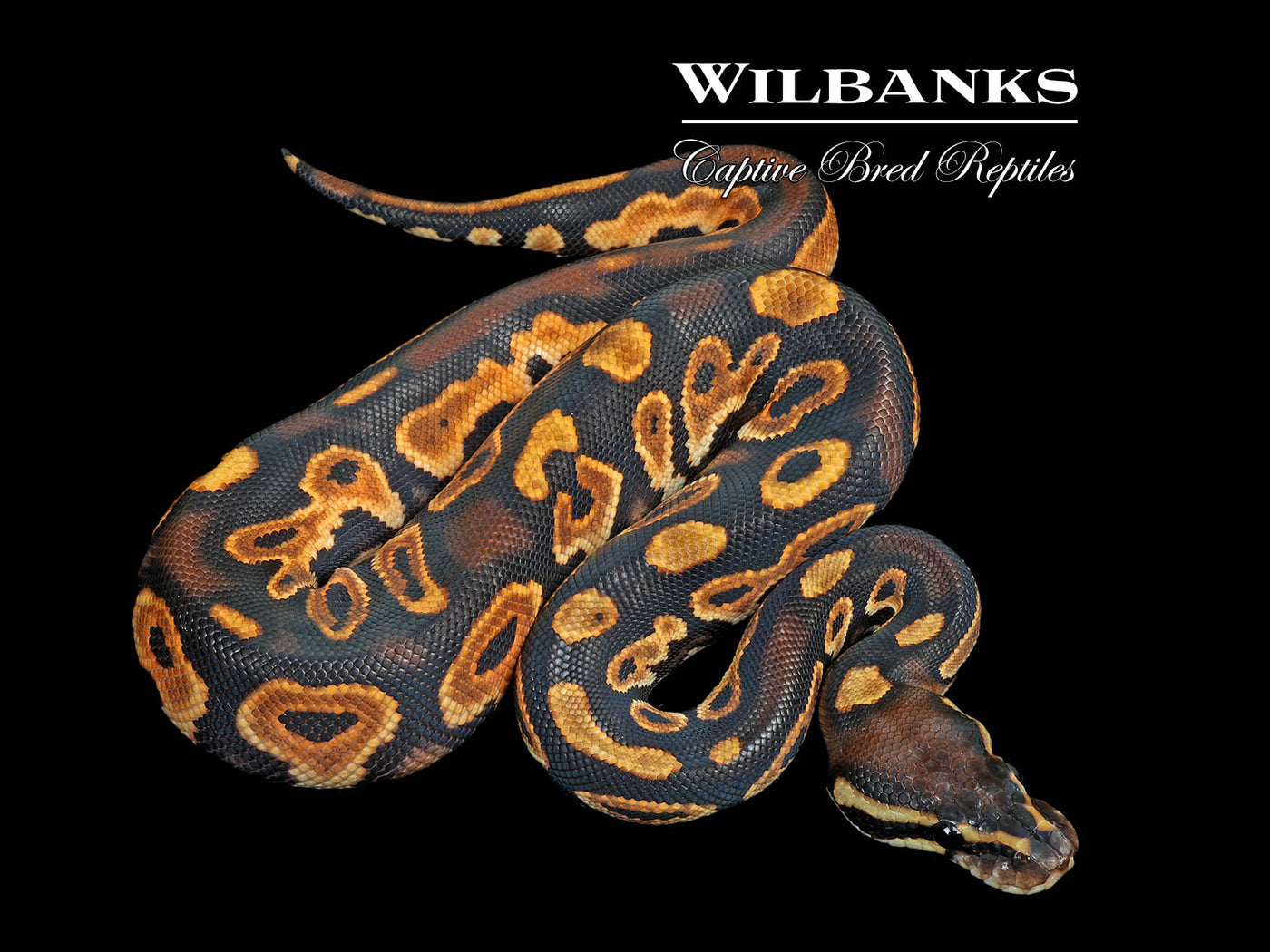 Blackhead Orange Dream Ball Python ♂ '25