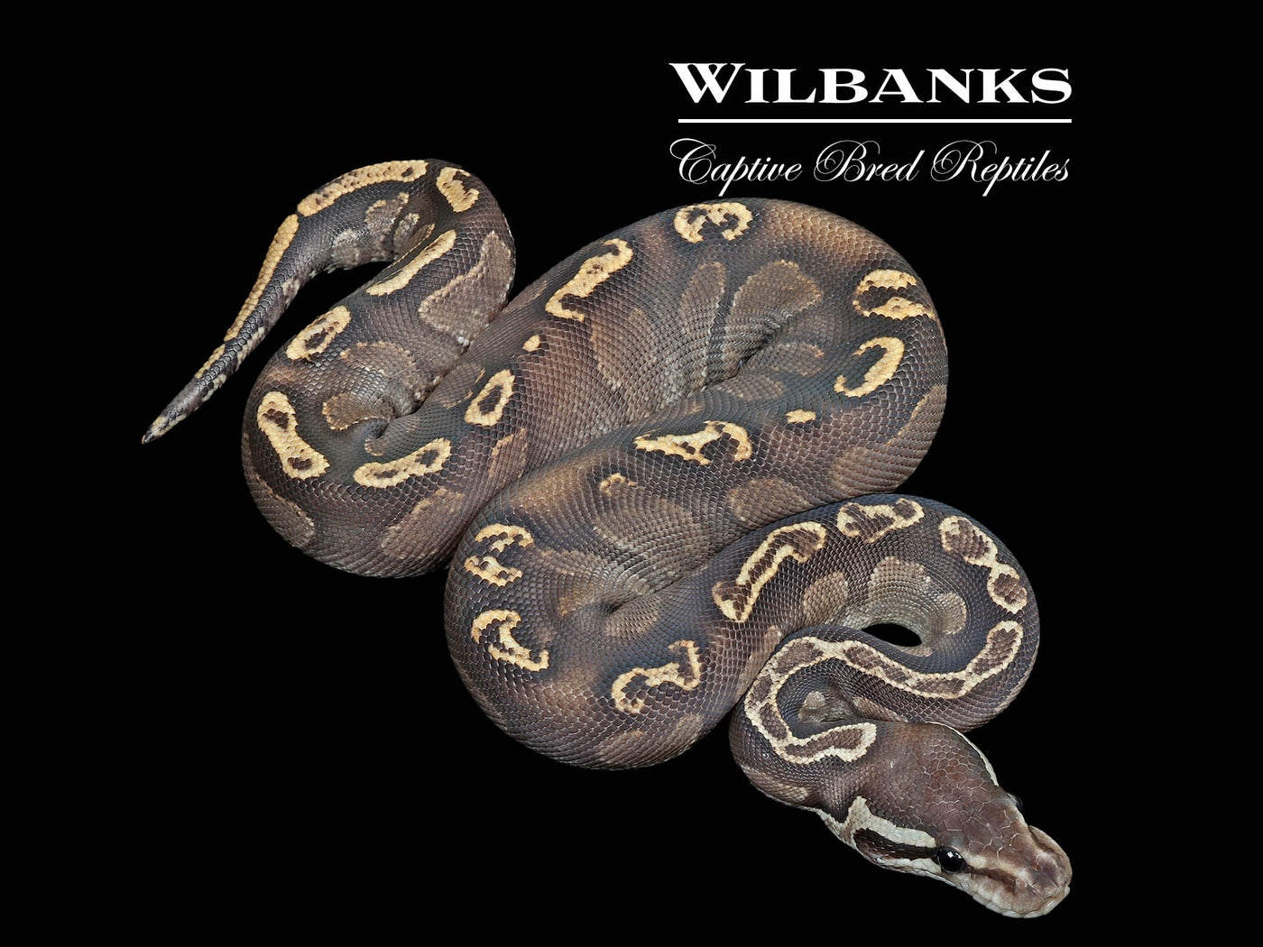 Black Pastel GHI Ball Python ♀ '25