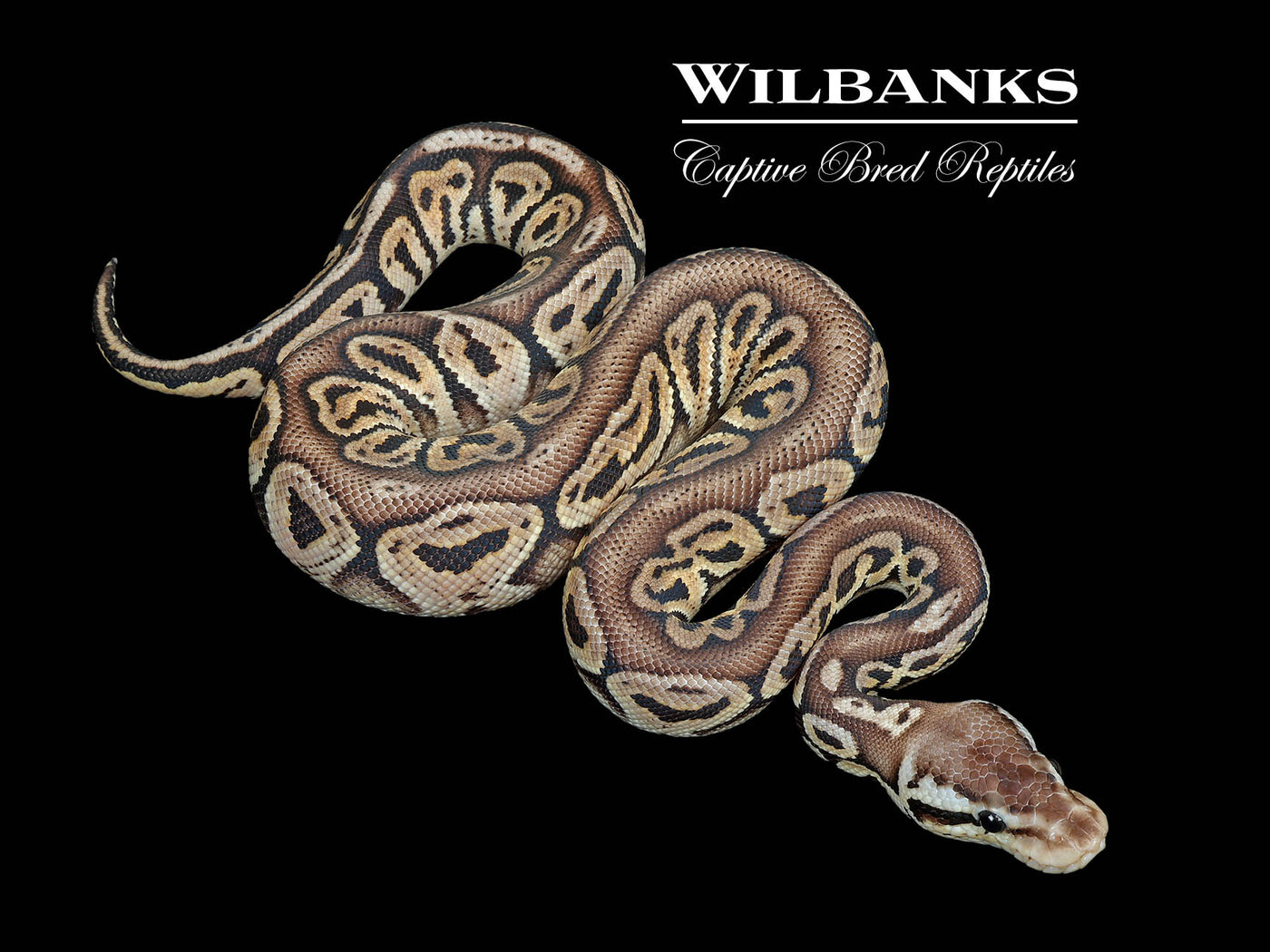 Black Pewter 100% Het. Albino Ball Python ♂ '25