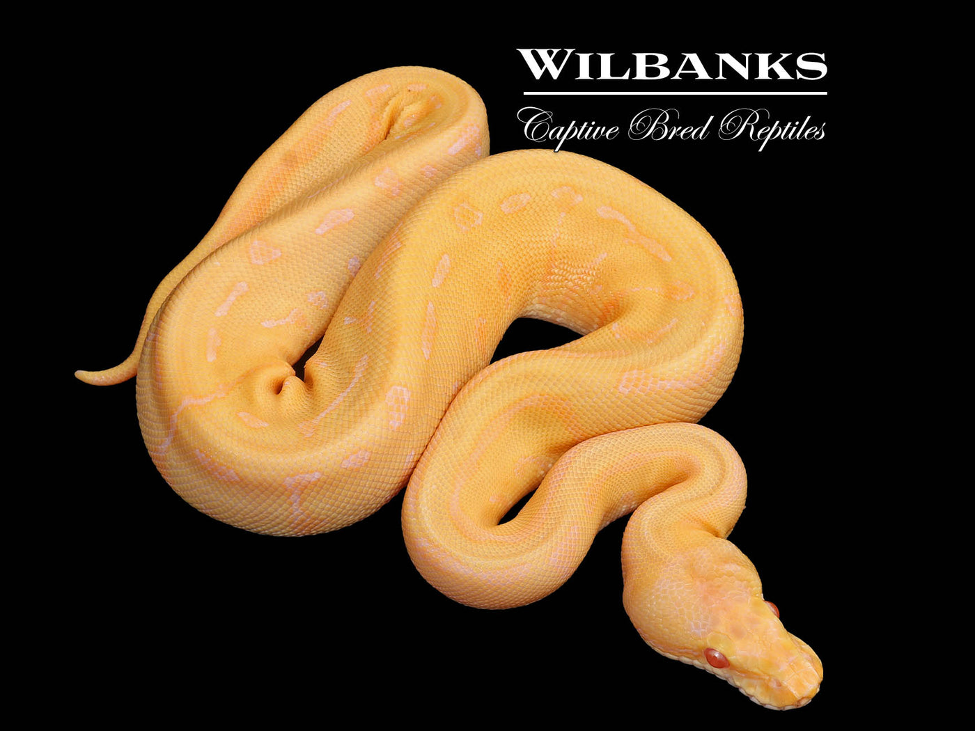Albino Leopard Pinstripe Ball Python ♀ '25