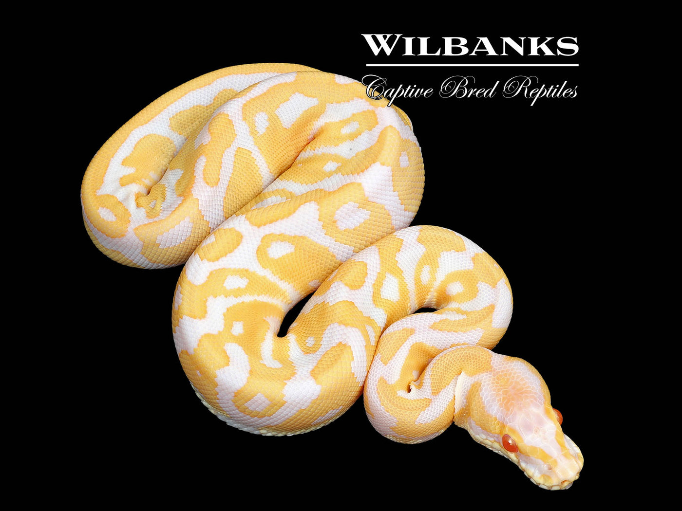 Albino Ball Python ♂ '25