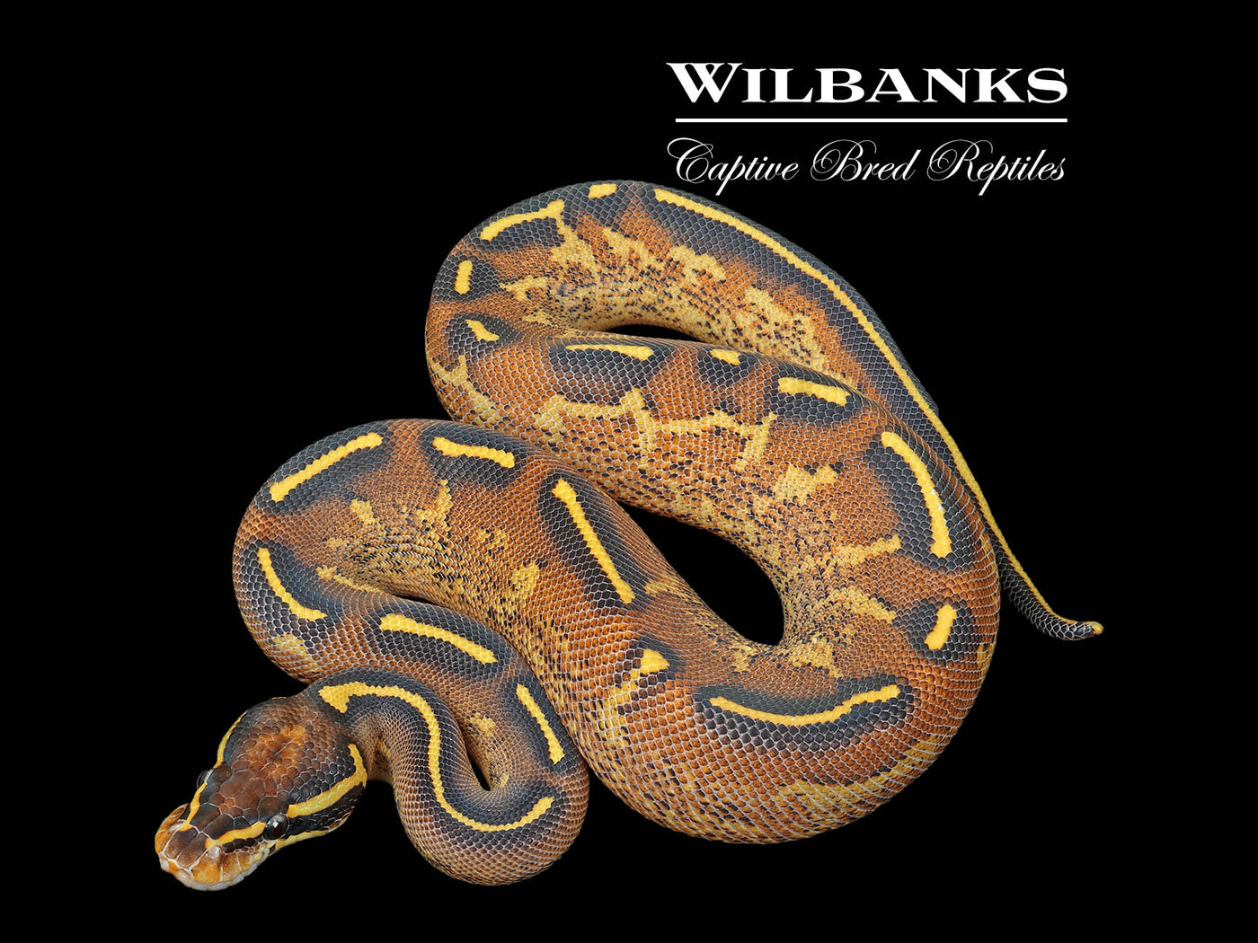 Freeway Ball Python ♀ '25