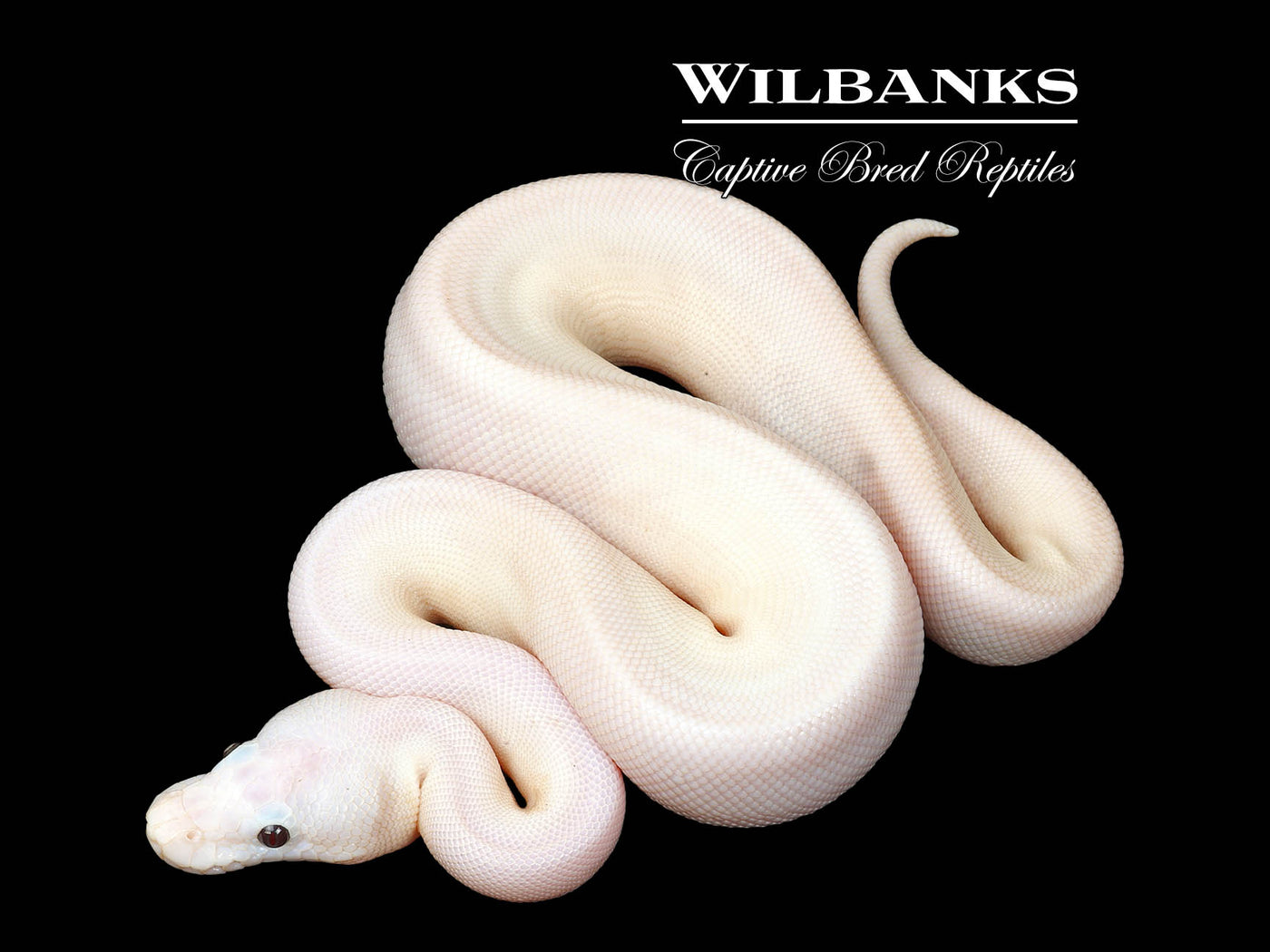 Banana Super Fire Ball Python ♂ '25