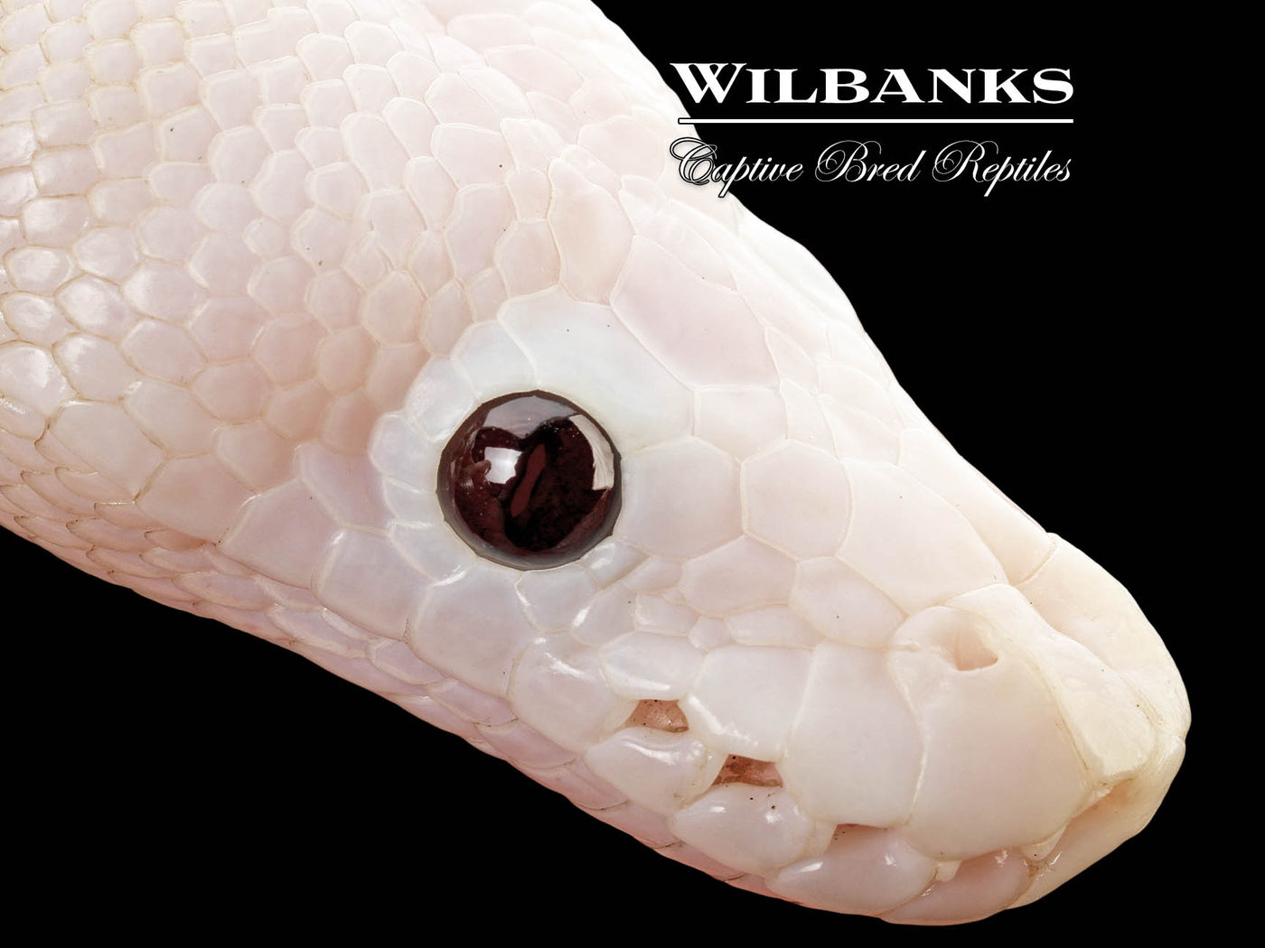 Banana Super Fire Ball Python ♂ '25