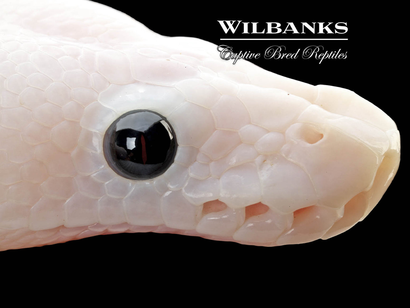 Super Fire Ball Python ♀ '25