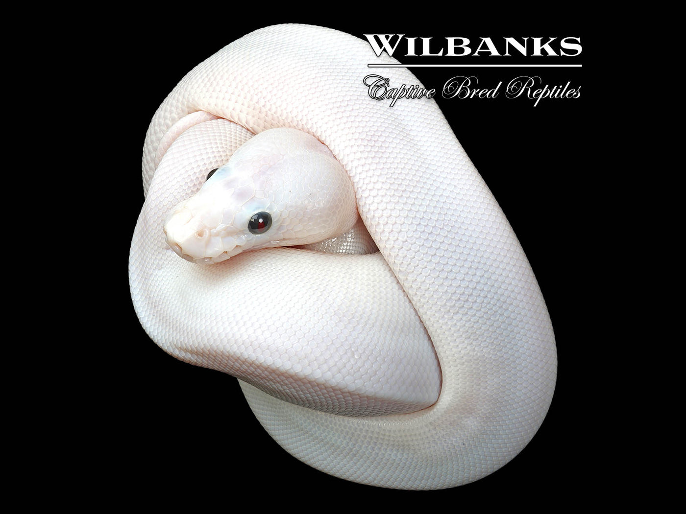 Super Fire Ball Python ♀ '25