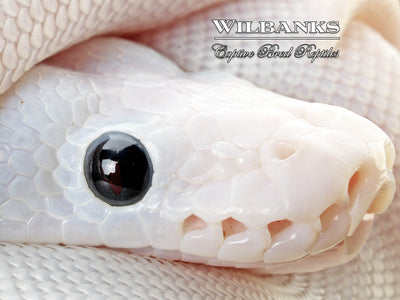 Super Fire Ball Python ♀ '25