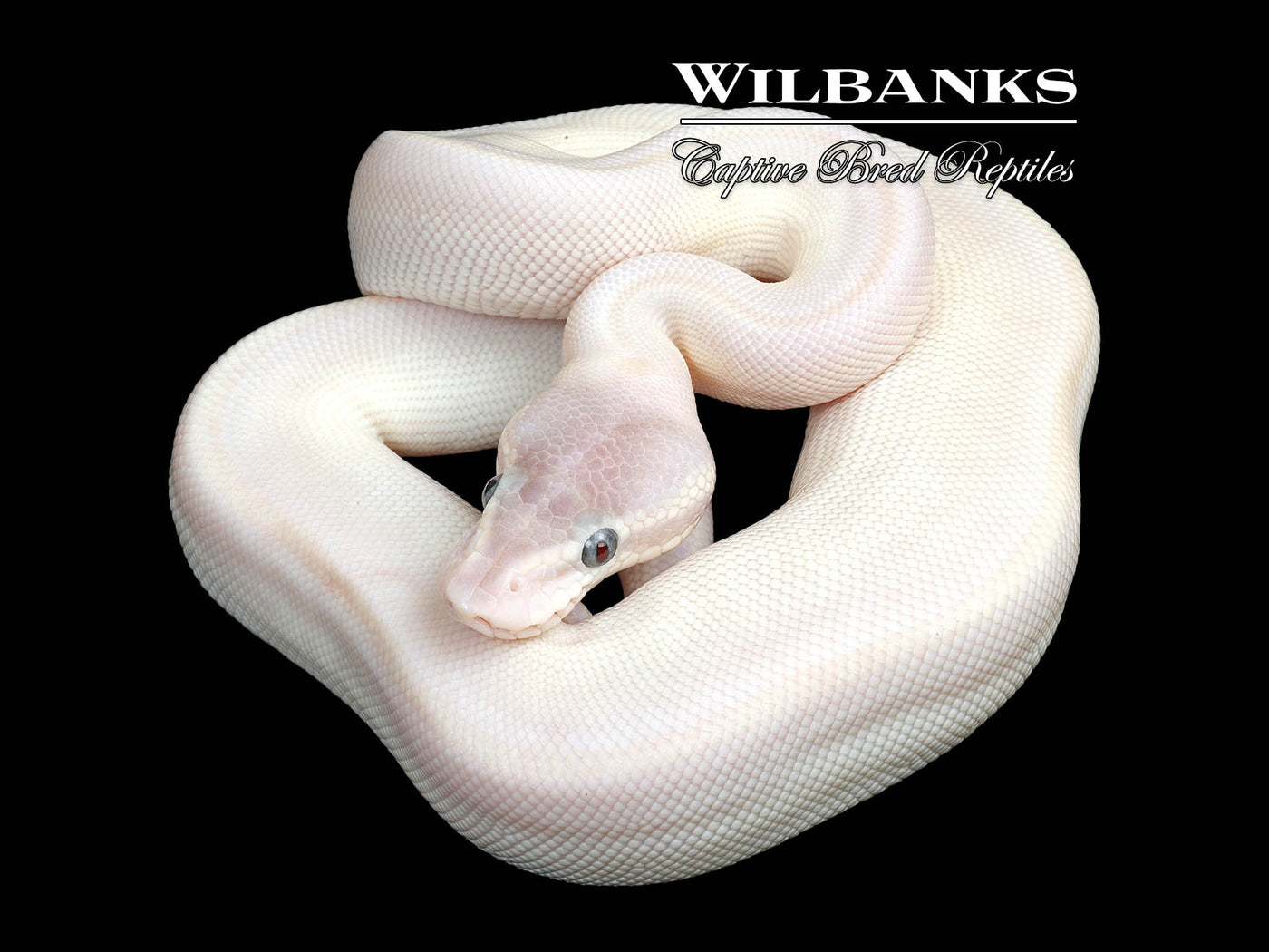 Blue Eyed Leucistic (Super Mojave) Ball Python ♂ '25